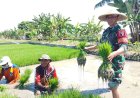 Di Tengah Sawah, Babinsa dan Poktan Sumber Berkah Kompak Siapkan Lahan Tanam Padi