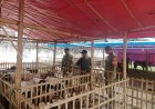 Babinsa Wonokromo Cek Penjualan Hewan Kurban, Ingatkan Pentingnya Kebersihan Lingkungan